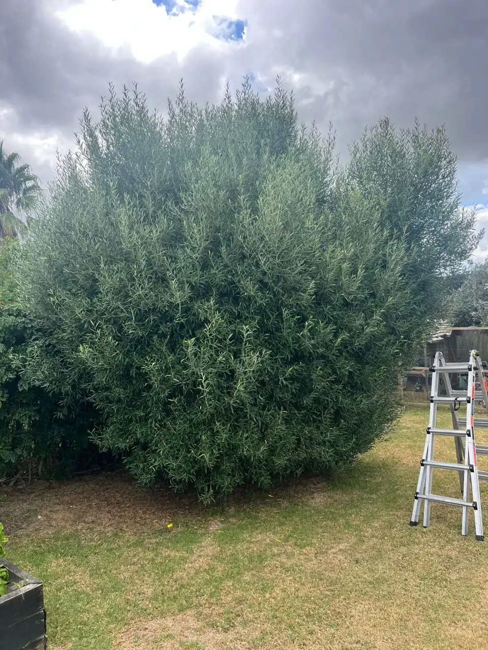 Before Image